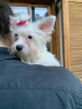 Zusätzliche Fotos: Alvin -Biewer Yorkshire Terrier mit Ahnentafel