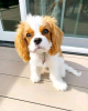 Foto №3. Schöne Gesundheit Cavalier Puppies Business WhatsApp 37256062792. Finnland