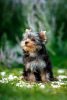 Foto №3. Ich biete Yorkshire-Terrier-Welpen zum Verkauf an. Russische Föderation