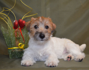 Foto №1. jack russell terrier - zum Verkauf in der Stadt Gomel | 315€ | Ankündigung № 6008