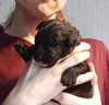 Foto №4. Ich werde verkaufen russischer schwarzer terrier in der Stadt Łaziska Górne. züchter - preis - 1000€