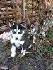 Foto №2 zu Ankündigung № 98993 zu verkaufen siberian husky - einkaufen Finnland quotient 	ankündigung