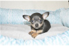 Foto №3. Entzückende Chihuahua-Welpen zur kostenlosen Adoption. Deutschland