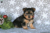 Foto №2 zu Ankündigung № 63828 zu verkaufen yorkshire terrier - einkaufen Deutschland 