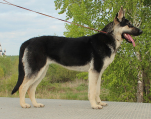Foto №3. Zwinger SladoniAngela bietet Welpen des osteuropäischen Schäferhundes aus. Russische Föderation