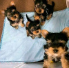 Foto №2 zu Ankündigung № 121584 zu verkaufen yorkshire terrier - einkaufen USA quotient 	ankündigung