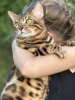 Zusätzliche Fotos: Wunderschöne Bengalkatze GrandInterChampion der Rasse