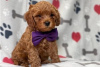 Foto №3. Wunderschöne Cavapoo-Welpen zur kostenlosen Adoption. Deutschland