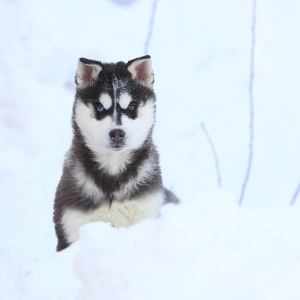 Foto №2 zu Ankündigung № 6229 zu verkaufen siberian husky - einkaufen Russische Föderation vom kindergarten