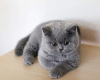 Foto №1. american shorthair - zum Verkauf in der Stadt Гамбург | 100€ | Ankündigung № 100452