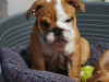 Foto №4. Ich werde verkaufen englische bulldogge in der Stadt Wolgograd. züchter - preis - 900€