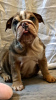 Foto №4. Ich werde verkaufen englische bulldogge in der Stadt Bonn. quotient 	ankündigung, züchter - preis - 400€