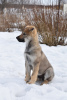 Foto №2 zu Ankündigung № 9721 zu verkaufen tschechoslowakischer wolfhund - einkaufen Russische Föderation quotient 	ankündigung