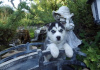 Foto №3. Blauäugige Siberian Husky-Welpen. USA