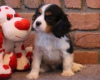 Foto №1. cavalier king charles spaniel - zum Verkauf in der Stadt Degerfors | verhandelt | Ankündigung № 55331