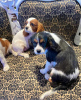 Foto №2 zu Ankündigung № 116202 zu verkaufen cavalier king charles spaniel - einkaufen Deutschland 