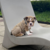 Foto №2 zu Ankündigung № 89084 zu verkaufen englische bulldogge - einkaufen Schweiz quotient 	ankündigung