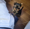 Foto №3. Yorkshire Terrier,. Deutschland