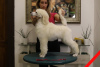 Foto №3. Grand Royal Poodle Standard. Serbien