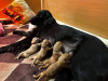 Foto №3. Flat coated retriever puppies. Estland