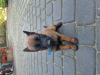Foto №4. Ich werde verkaufen malinois, belgischer schäferhund in der Stadt Radom. züchter - preis - 950€