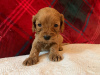 Foto №3. Wunderschöne Cavapoo-Welpen zur kostenlosen Adoption. Deutschland