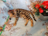Foto №2 zu Ankündigung № 8094 zu verkaufen bengal katzenrasse - einkaufen Russische Föderation vom kindergarten, züchter