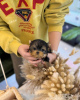 Zusätzliche Fotos: Super entzückende Yorkies-Welpen