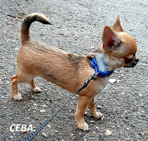 Zusätzliche Fotos: Für ernst und verantwortlich. Chihuahua Junge.