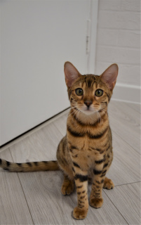 Foto №1. bengal katzenrasse - zum Verkauf in der Stadt Minsk | 177€ | Ankündigung № 4869