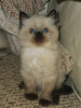 Foto №4. Ich werde verkaufen ragdoll-katze in der Stadt Штутгарт. quotient 	ankündigung, züchter - preis - 340€