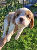 Foto №3. Ideale Cavalier King Charles Spaniel Welpen.. Finnland