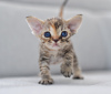 Foto №1. devon rex - zum Verkauf in der Stadt Vreden | 1500€ | Ankündigung № 44547