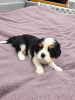 Zusätzliche Fotos: Ideale Cavalier King Charles Spaniel Welpen.