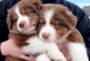 Foto №3. Australian Shepherd puppies for sale. Deutschland