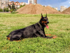 Foto №2 zu Ankündigung № 72135 zu verkaufen dobermann - einkaufen Georgien quotient 	ankündigung