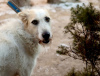 Foto №3. Der absolut tolle Hund Firefly sucht seine Familie!. Russische Föderation