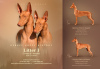 Zusätzliche Fotos: Pharaonenhund-Welpenmädchen