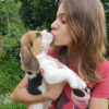 Foto №4. Ich werde verkaufen beagle in der Stadt Гамбург. quotient 	ankündigung - preis - 360€