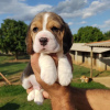 Foto №3. Zwei wunderschöne Beagle-Welpen zu verkaufen. Deutschland