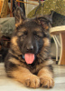 Foto №2 zu Ankündigung № 9166 zu verkaufen deutscher schäferhund - einkaufen Ukraine vom kindergarten