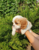 Foto №3. Cavalier King Charles Spaniel-Mädchen. Russische Föderation