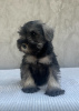 Foto №3. Miniature Schnauzer. Serbien