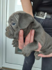 Zusätzliche Fotos: welpen der französischen bulldogge zu verkaufen