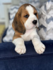 Foto №2 zu Ankündigung № 102243 zu verkaufen beagle - einkaufen USA quotient 	ankündigung