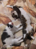 Zusätzliche Fotos: Die bezaubernde graue Katze Tigrusha sucht ein Zuhause und eine liebevolle