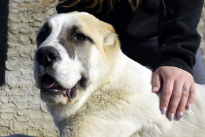 Zusätzliche Fotos: Verkauf von Welpen des zentralasiatischen Schäferhundes (Alabai).