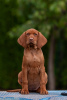 Foto №1. kurzhaariger ungarischer vorstehhund - zum Verkauf in der Stadt Brest | 786€ | Ankündigung № 78252