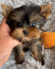 Foto №1. yorkshire terrier - zum Verkauf in der Stadt Bremen | 237€ | Ankündigung № 42918