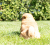 Foto №3. Chow-Chow-Welpen sind jetzt bereit für ein neues Zuhause. USA